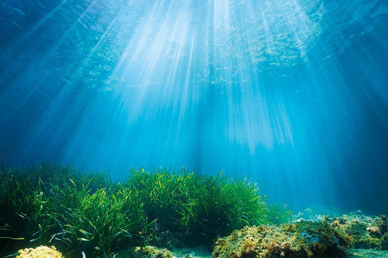 Thalgo est né des océans et s’est toujours investi dans la protection de l’environnement et des fonds marins. Son engagement se consolide avec son soutien au programme de restauration des herbiers de posidonies en Méditerranée.