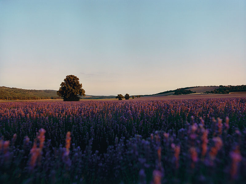 L'Occitane en Provence dévoile une nouvelle identité ancrée dans ses racines provençales.